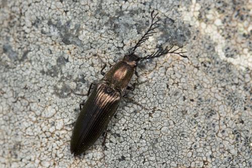 Ctenicera pectinicornis